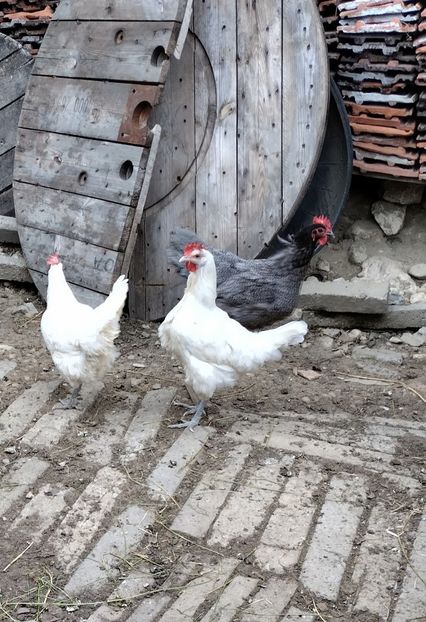  - Australorp