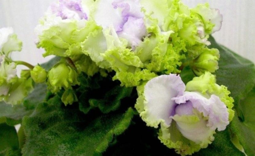 Poza net - NK-Tri Gorishki Dlya Popelyushki