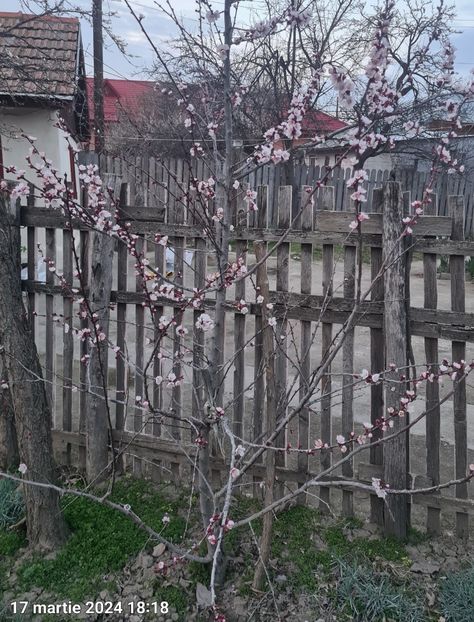  - Gradina tara 2024