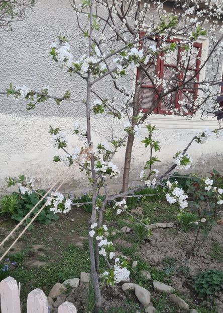  - Gradina tara 2024