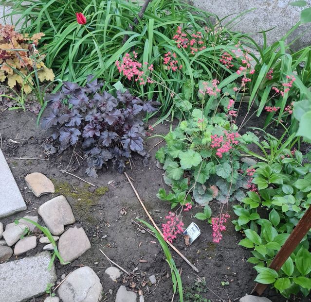  - Gradina tara 2024