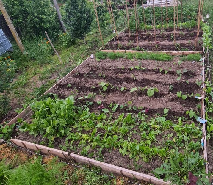  - Gradina tara 2024