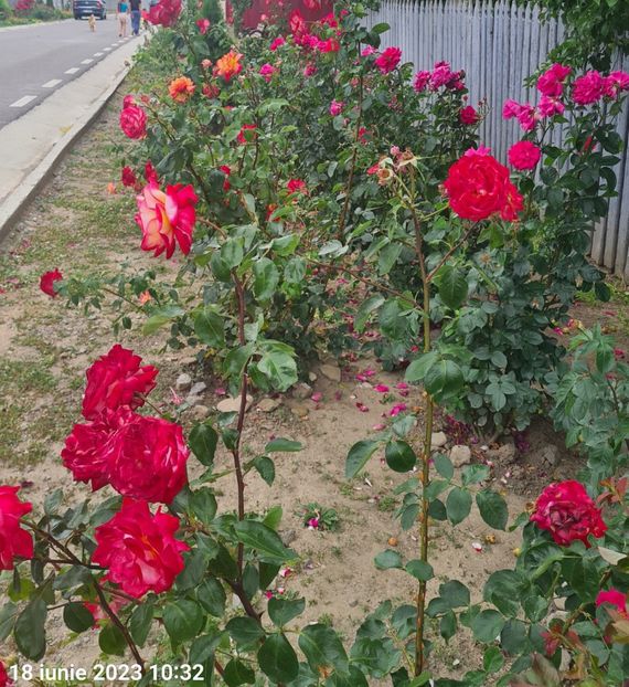  - 1M album 2023-gradina tara