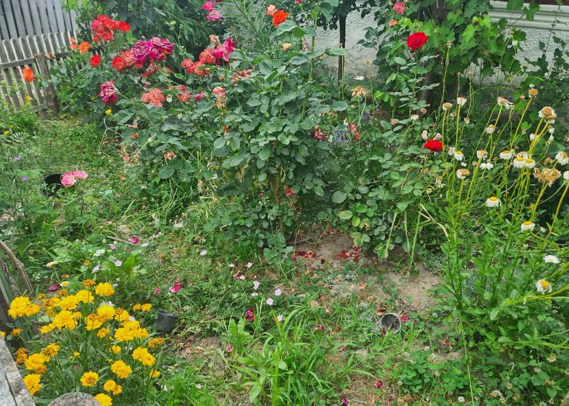  - 1M album 2023-gradina tara