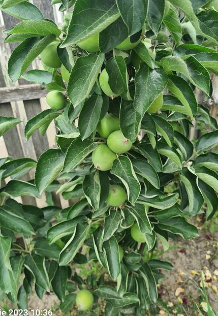  - 1M album 2023-gradina tara