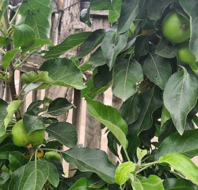  - 1M album 2023-gradina tara