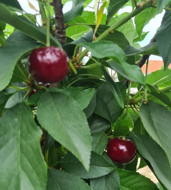  - 1M album 2023-gradina tara