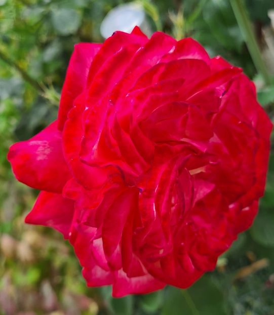  - 1M album 2023-gradina tara