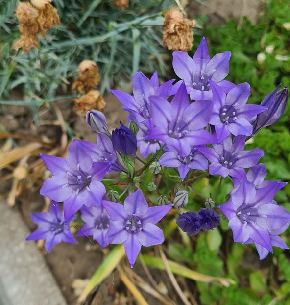  - 1M album 2023-gradina tara