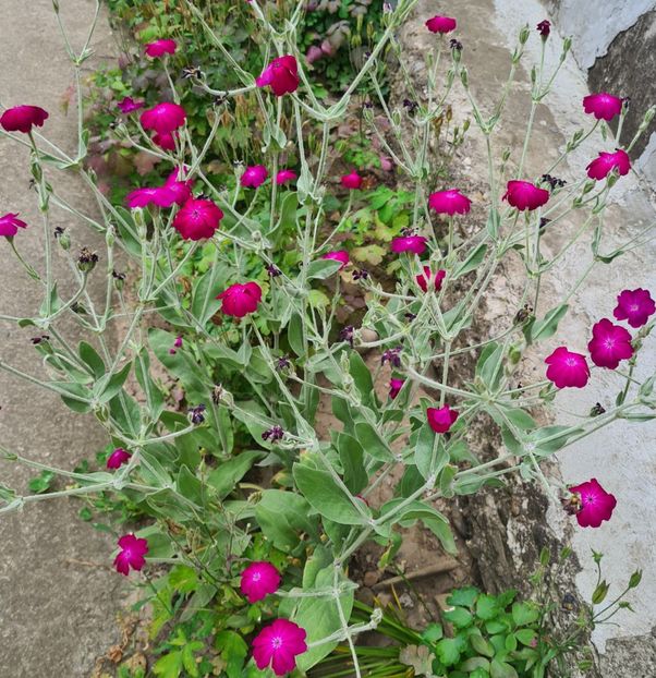  - 1M album 2023-gradina tara