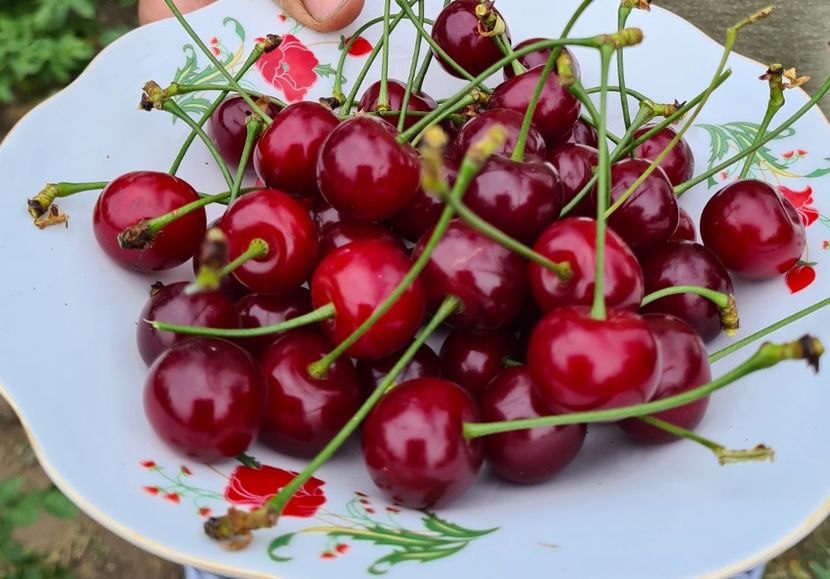  - 1M album 2023-gradina tara