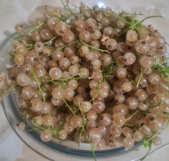  - 1M album 2023-gradina tara