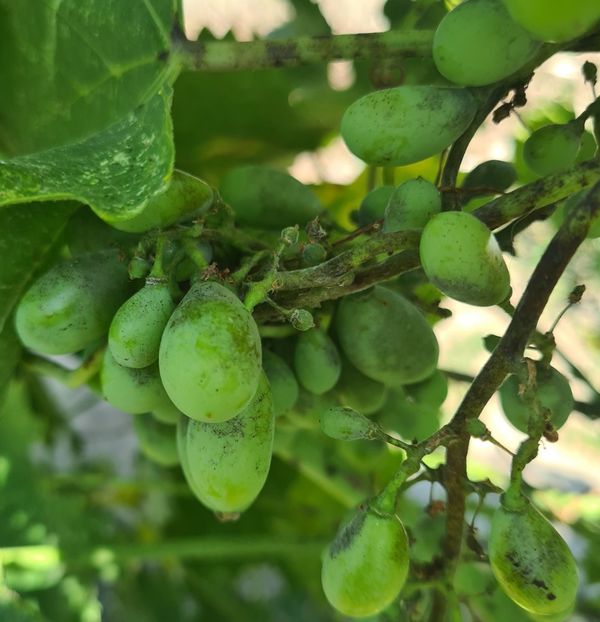  - 1M album 2023-gradina tara