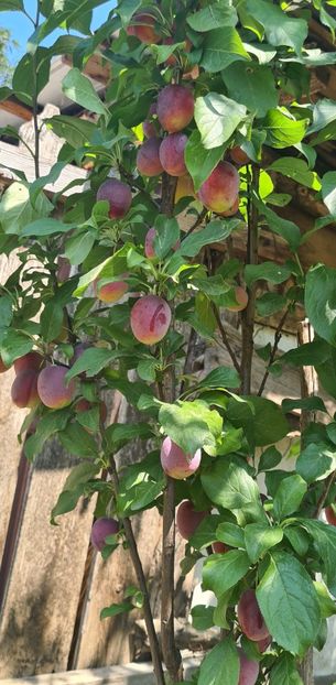  - 1M album 2023-gradina tara