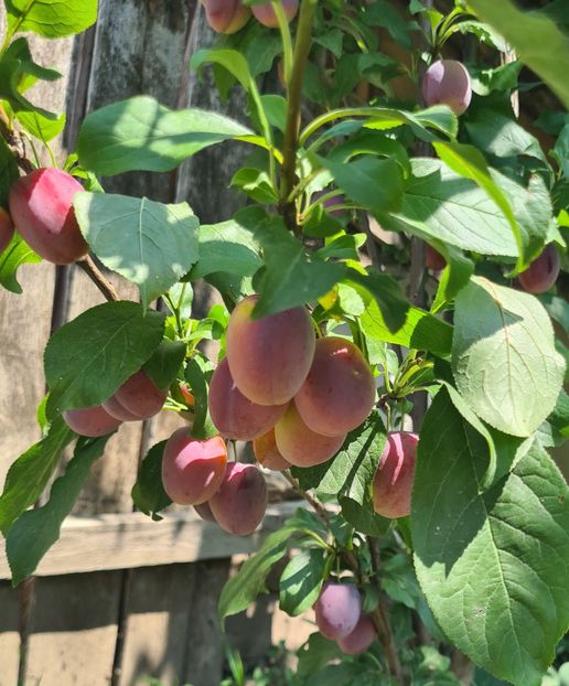  - 1M album 2023-gradina tara