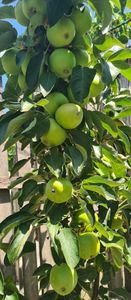  - 1M album 2023-gradina tara