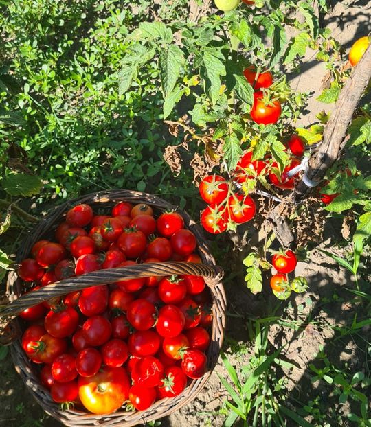  - 1M album 2023-gradina tara