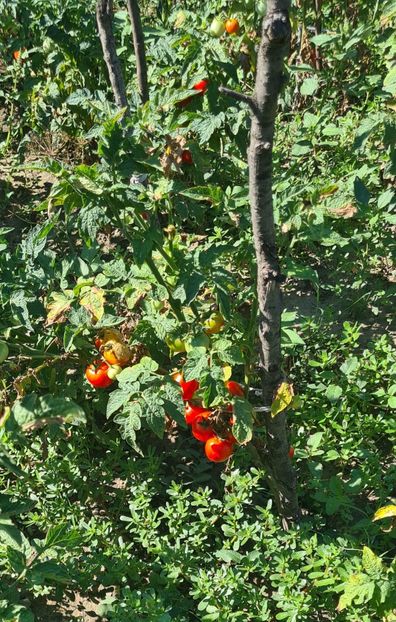  - 1M album 2023-gradina tara