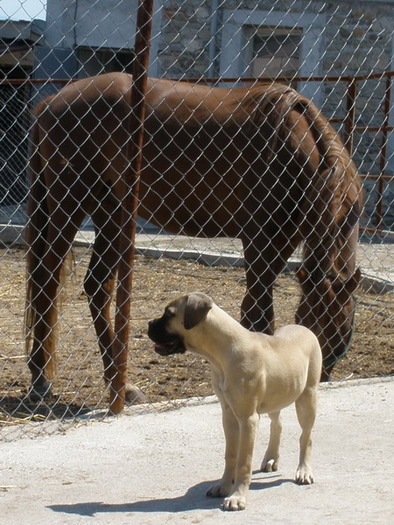 Z-Aamira-Picture 1690 - My dogs