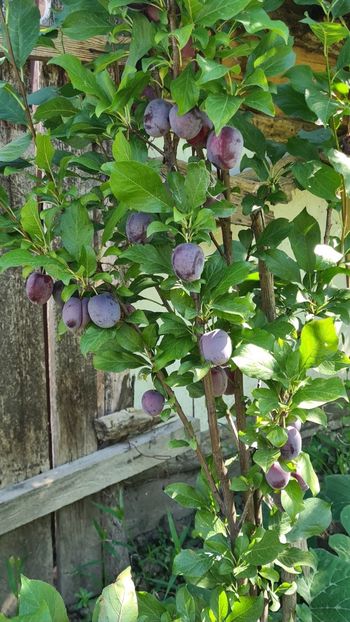  - 1M album 2023-gradina tara