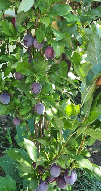  - 1M album 2023-gradina tara