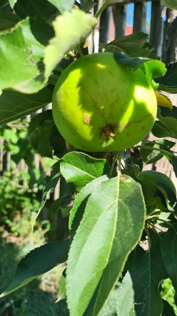  - 1M album 2023-gradina tara