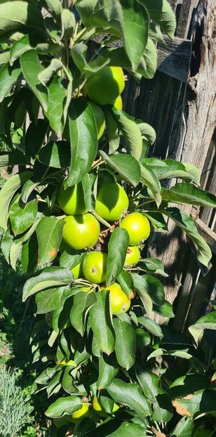  - 1M album 2023-gradina tara