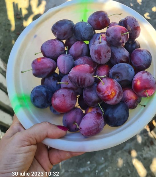  - 1M album 2023-gradina tara