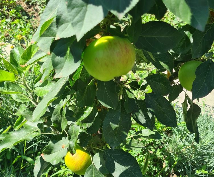  - 1M album 2023-gradina tara