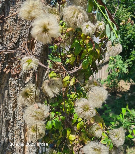  - 1M album 2023-gradina tara