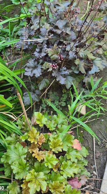  - 1M album 2023-gradina tara