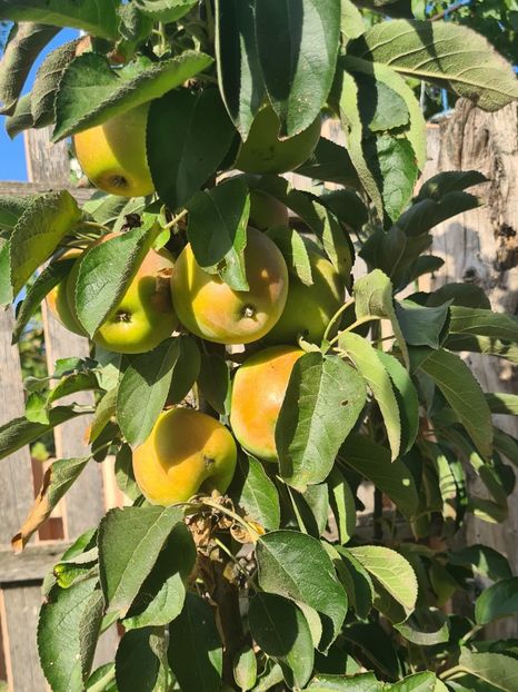  - 1M album 2023-gradina tara