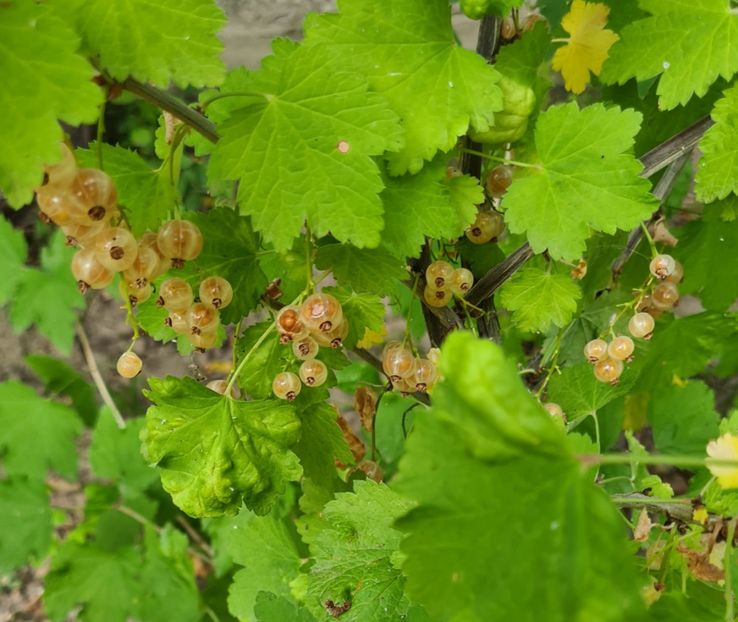  - 1M album 2023-gradina tara