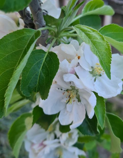 Flori de mar - Gradina tara 2024