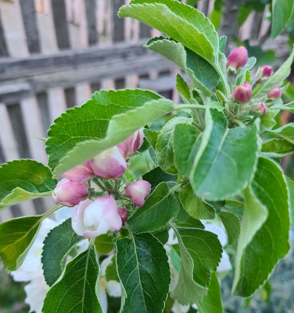 Agris - Gradina tara 2024