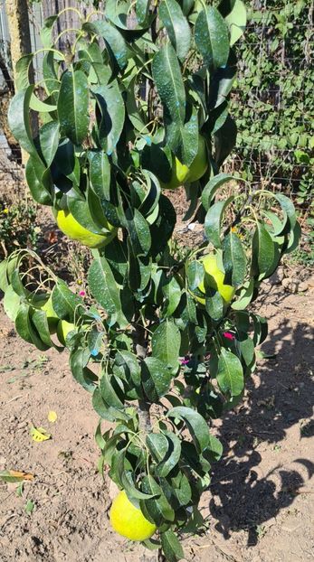  - 1M album 2023-gradina tara