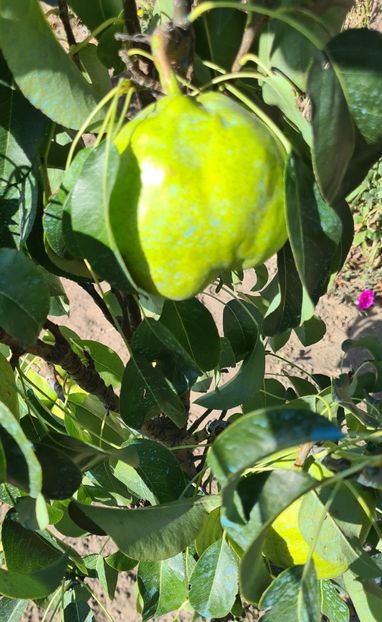  - 1M album 2023-gradina tara