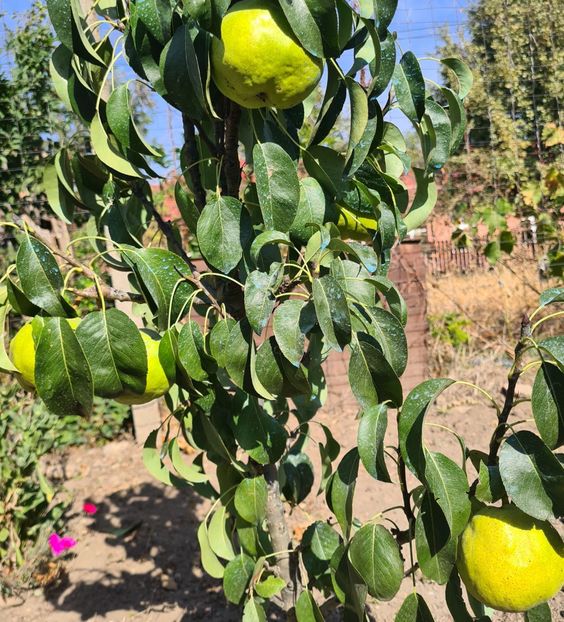  - 1M album 2023-gradina tara