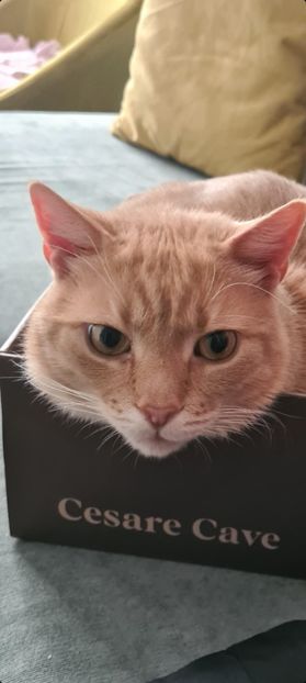 Screenshot_20230123_205033_Gallery - 1Aris