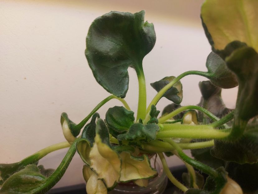  - Violeta DS-Khrizantema