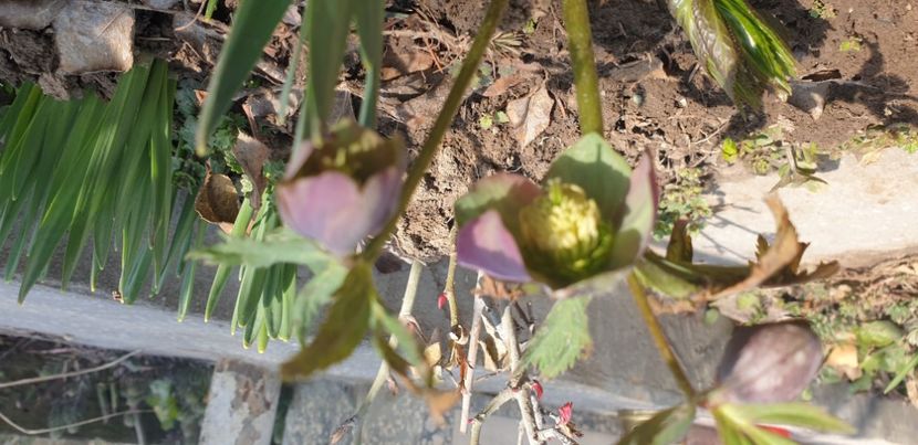  - 1M album 2021 gradina mama