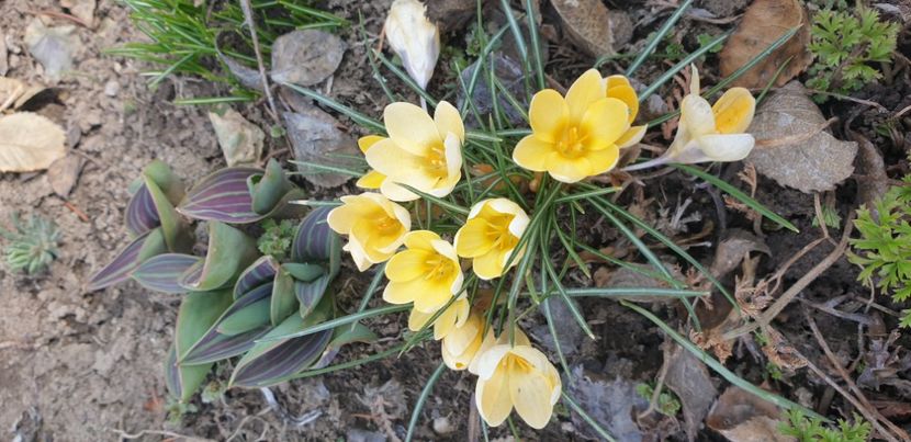  - 1M album 2021 gradina mama