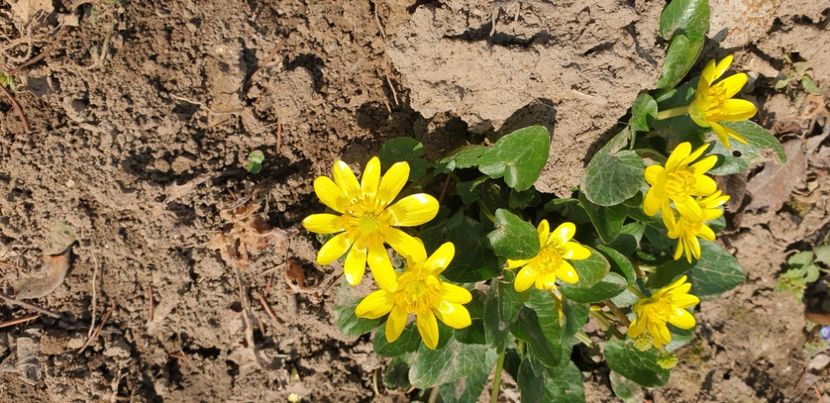  - 1M album 2021 gradina mama