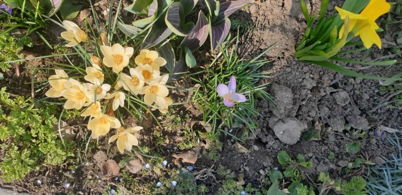  - 1M album 2021 gradina mama