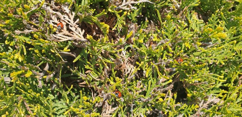  - 1M album 2021 gradina mama