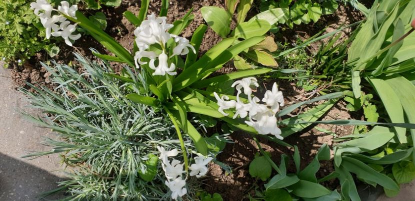  - 1M album 2021 gradina mama