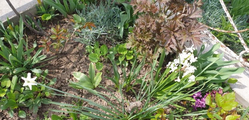  - 1M album 2021 gradina mama