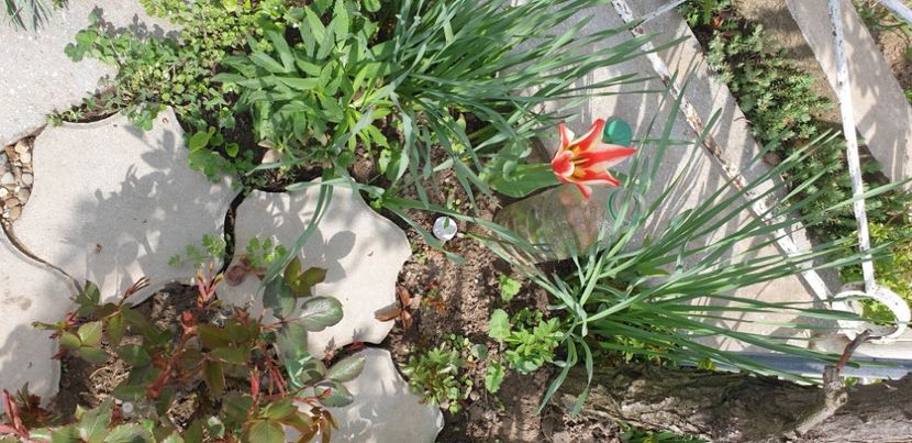  - 1M album 2021 gradina mama