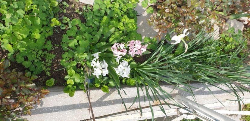  - 1M album 2021 gradina mama