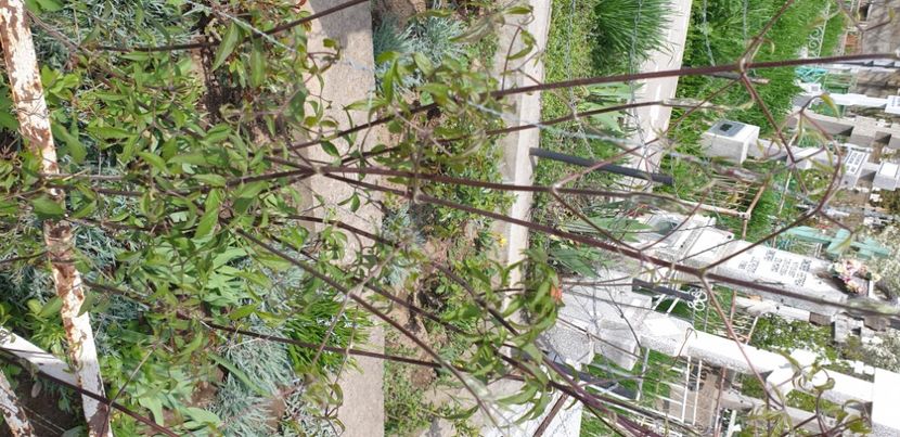  - 1M album 2021 gradina mama